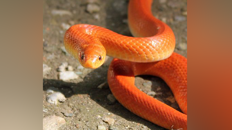 SNAKE