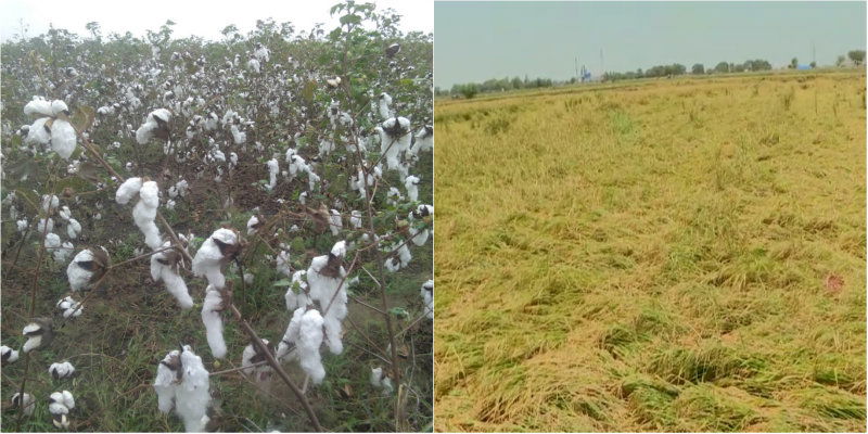 ರೈತರಿಗೆ ಗಾಯದ ಮೇಲೆ ಬರೆ ಎಳೆದ ನಿವಾರ್- ಹತ್ತಿ, ಭತ್ತದ ಬೆಳೆ ನಾಶ ರೈತರಿಗೆ ಗಾಯದ ಮೇಲೆ ಬರೆ ಎಳೆದ ನಿವಾರ್- ಹತ್ತಿ, ಭತ್ತದ ಬೆಳೆ ನಾಶ