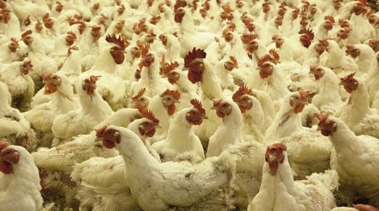 Bird flu